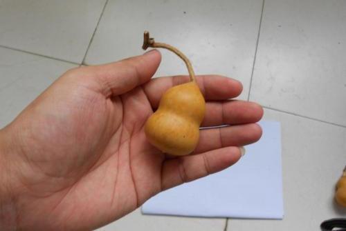 葫芦什么时候采摘?文玩葫芦如何去皮?这些你都知道吗? 文玩天下 第7张 葫芦什么时候采摘?文玩葫芦如何去皮?这些你都知道吗? 文玩天下 第7张