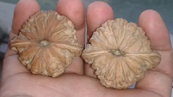 尴尬期丑哭，包浆后华丽逆袭的文玩手串 文玩天下 第7张