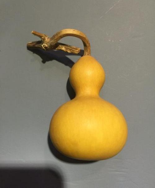 葫芦什么时候采摘?文玩葫芦如何去皮?这些你都知道吗? 文玩天下 第8张 葫芦什么时候采摘?文玩葫芦如何去皮?这些你都知道吗? 文玩天下 第8张